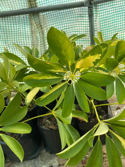 Schefflera