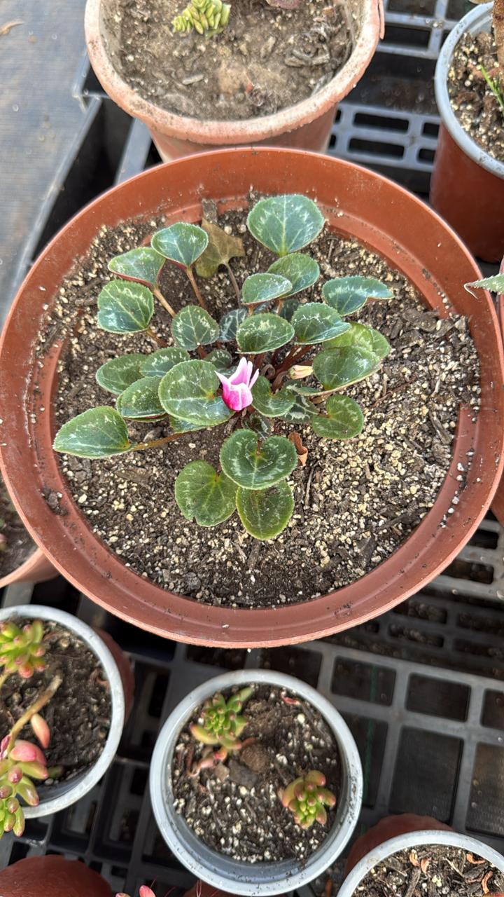 Violeta Persia