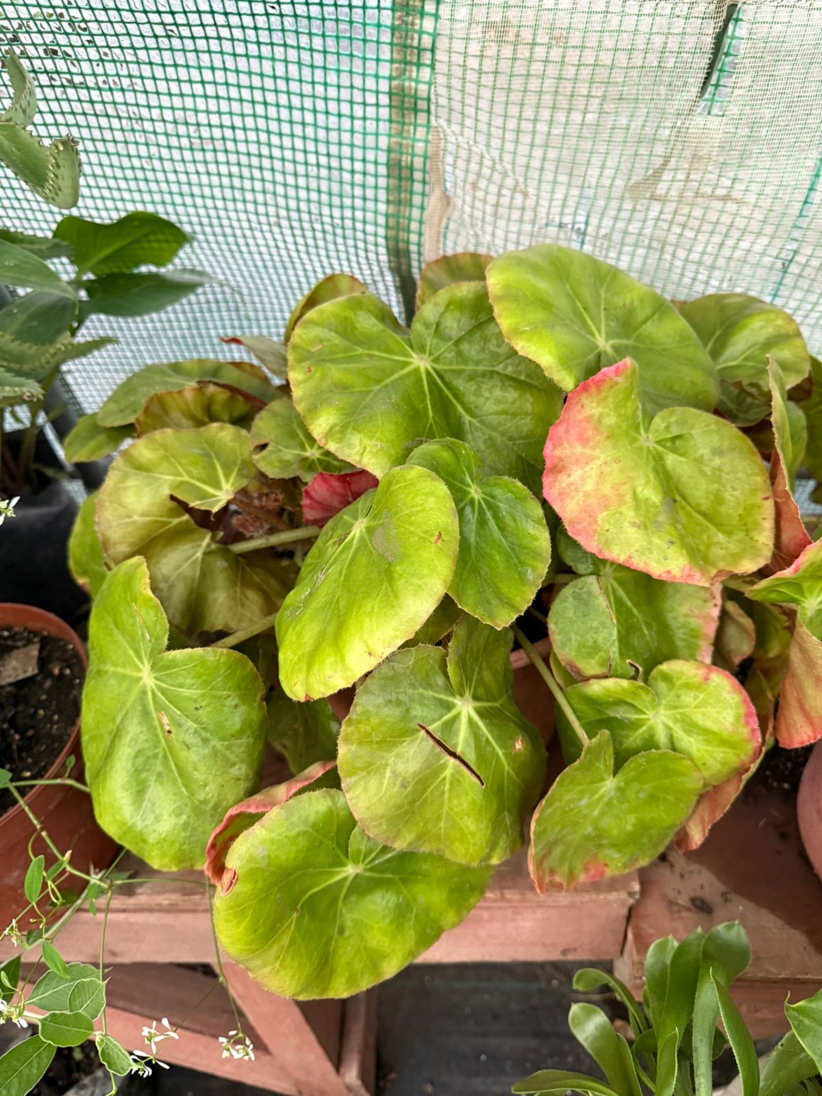 Begonia hibrida