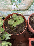 Cactus cerebro
