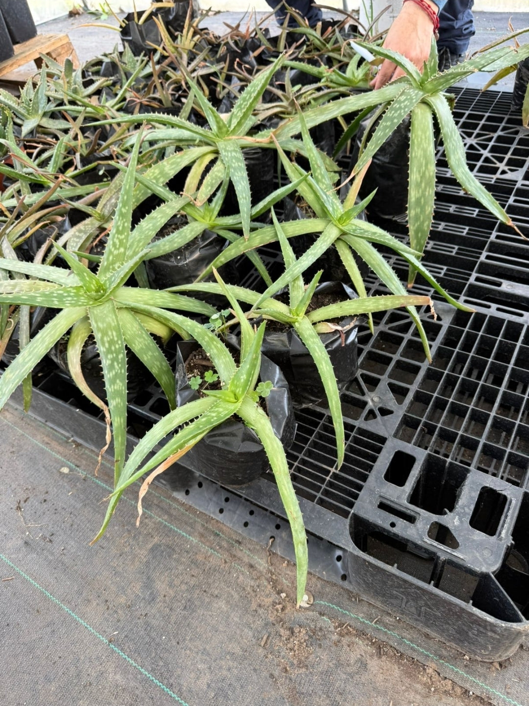 Aloe Vera