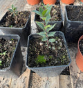 Laurel en maceta