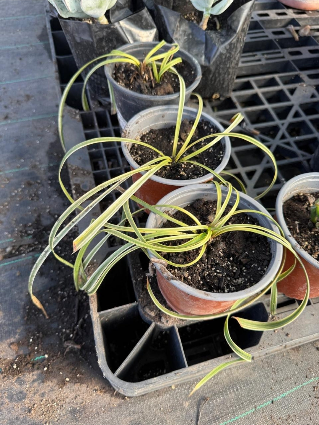 Lirio Enano