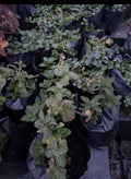 Menta