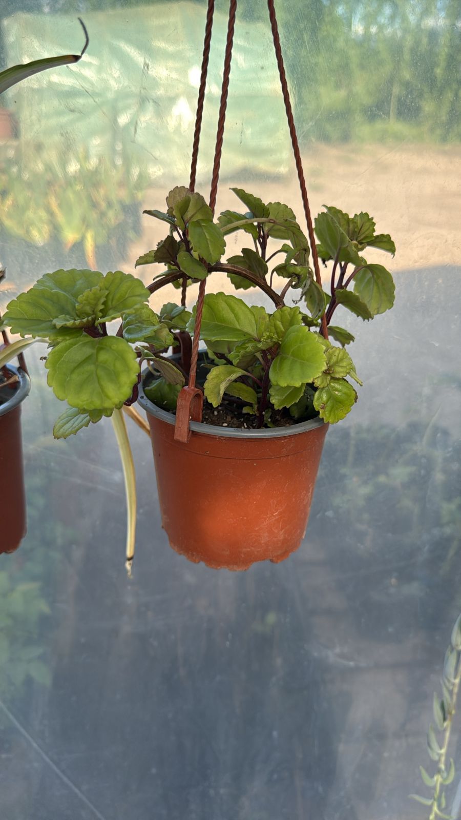 Planta del dinero