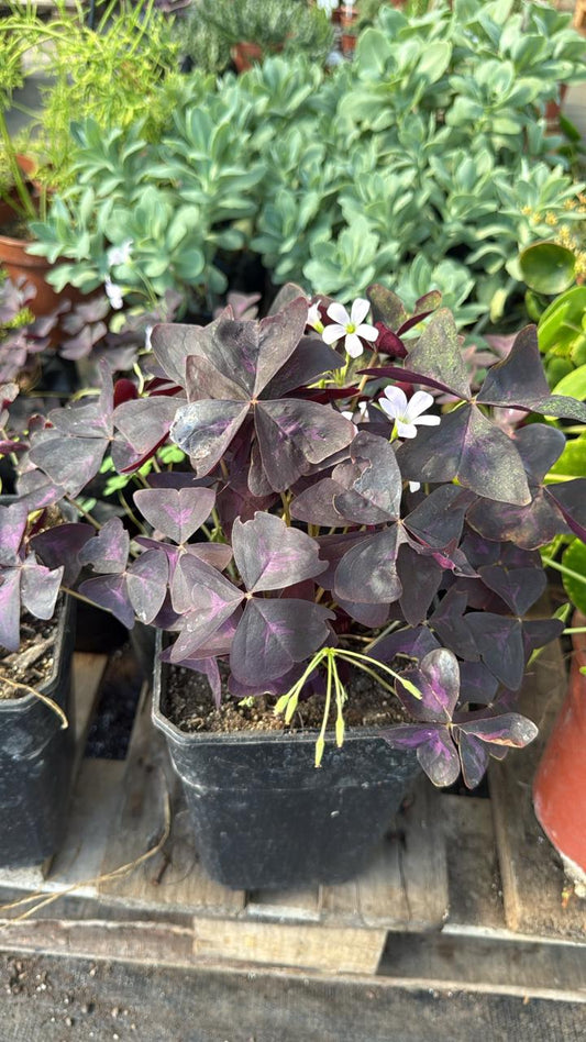 Oxalis Morada o Trébol Morado