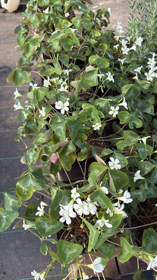 Oxalis verde o Trébol verde